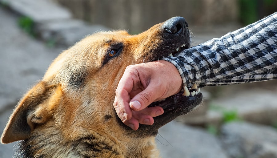 How Much Does a Dog Bite Lawsuit Cost?